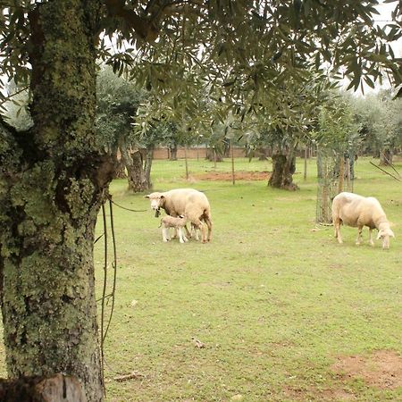 Alpalhao  Adobe Typical Cottage מראה חיצוני תמונה