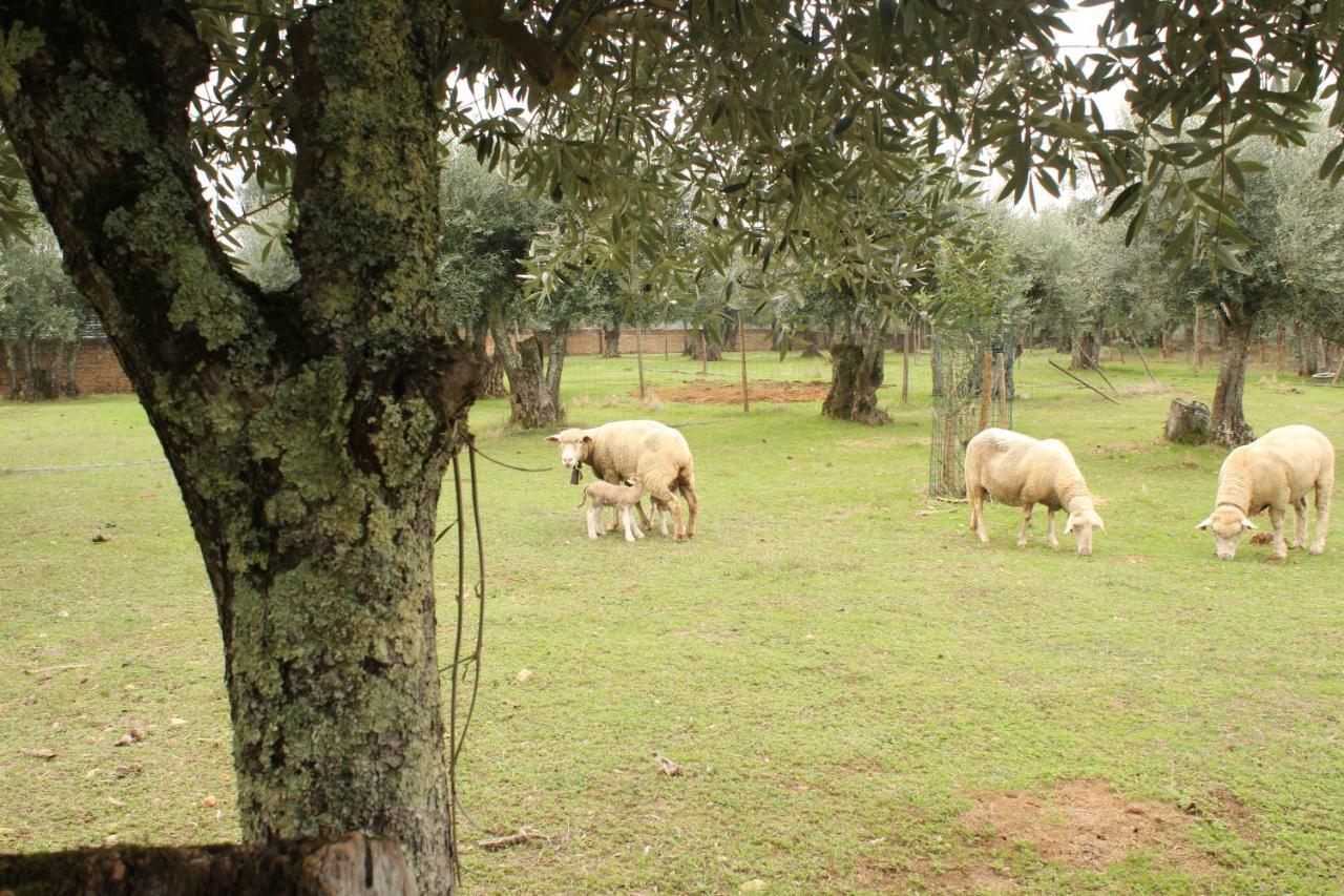 Alpalhao  Adobe Typical Cottage מראה חיצוני תמונה