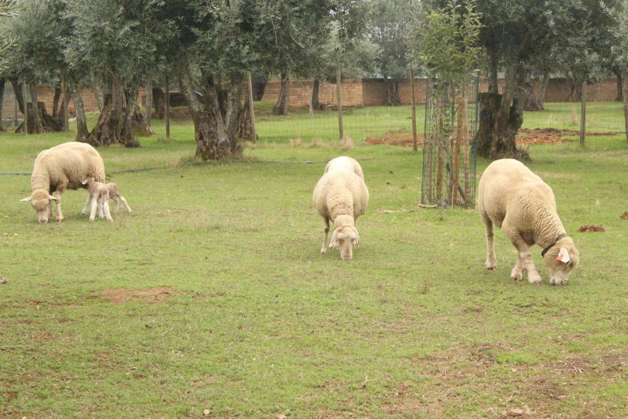 Alpalhao  Adobe Typical Cottage מראה חיצוני תמונה